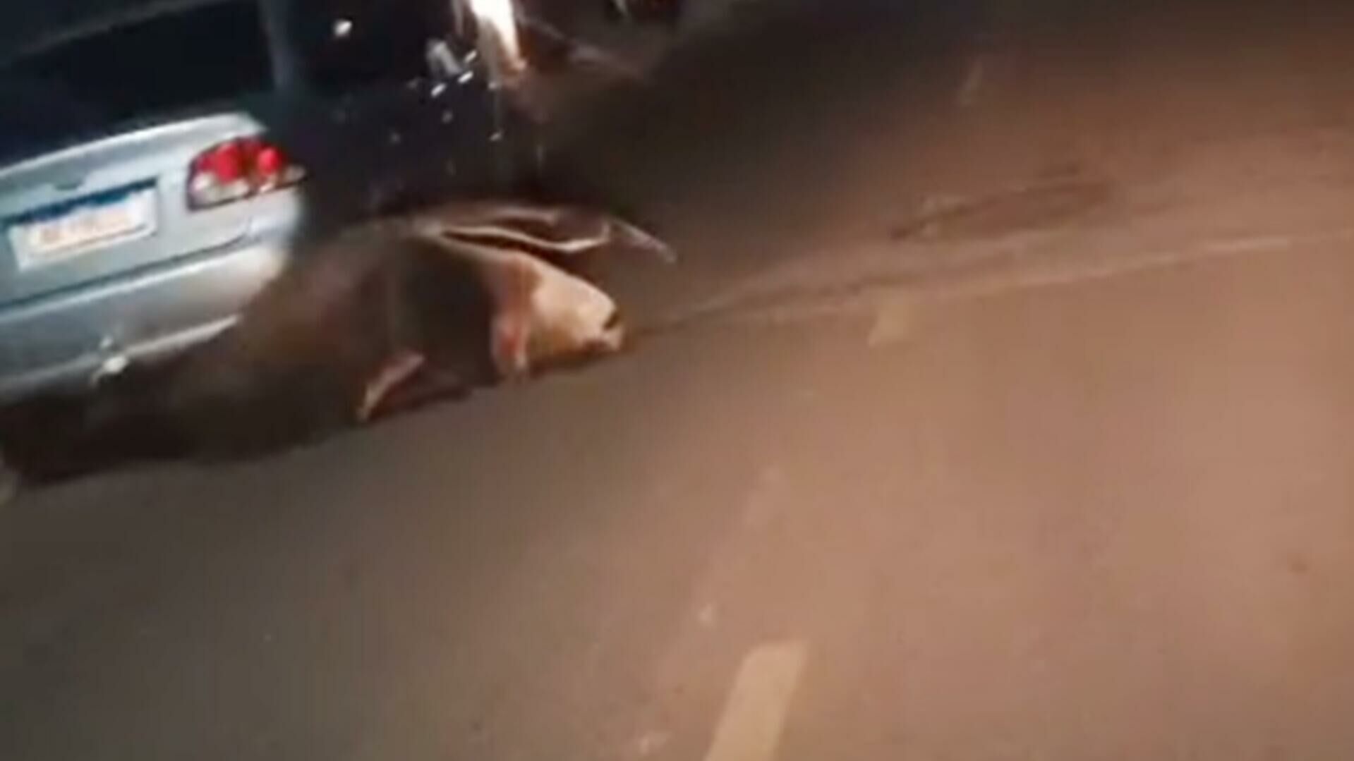 Imagem de compartilhamento para o artigo Tamanduá-bandeira é flagrado à noite em rua de Coxim e é acuado por cachorros (vídeo) da MS Todo dia